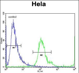 FC - MBNL2 Antibody (C-term) AP13023B